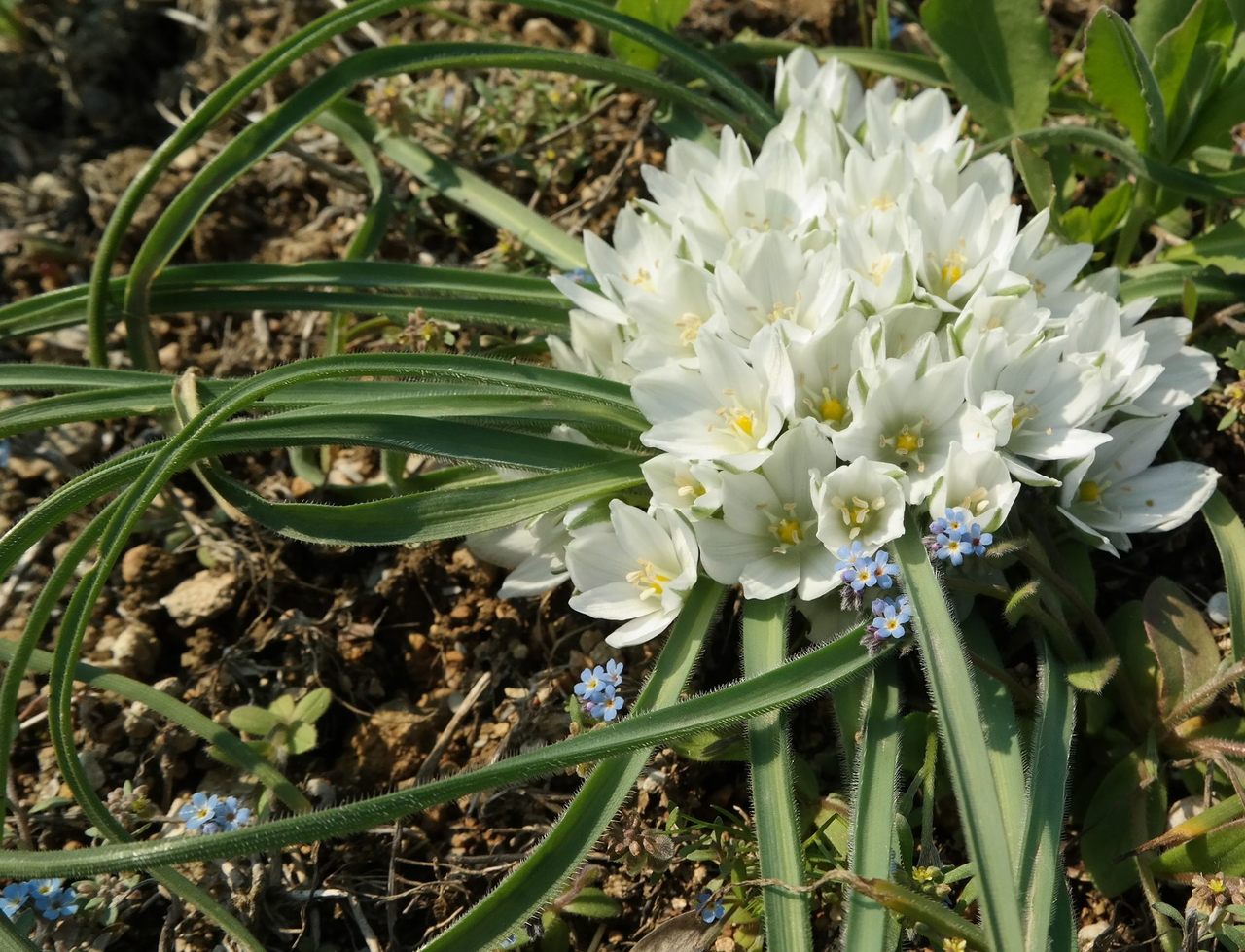 Изображение особи Ornithogalum fimbriatum.