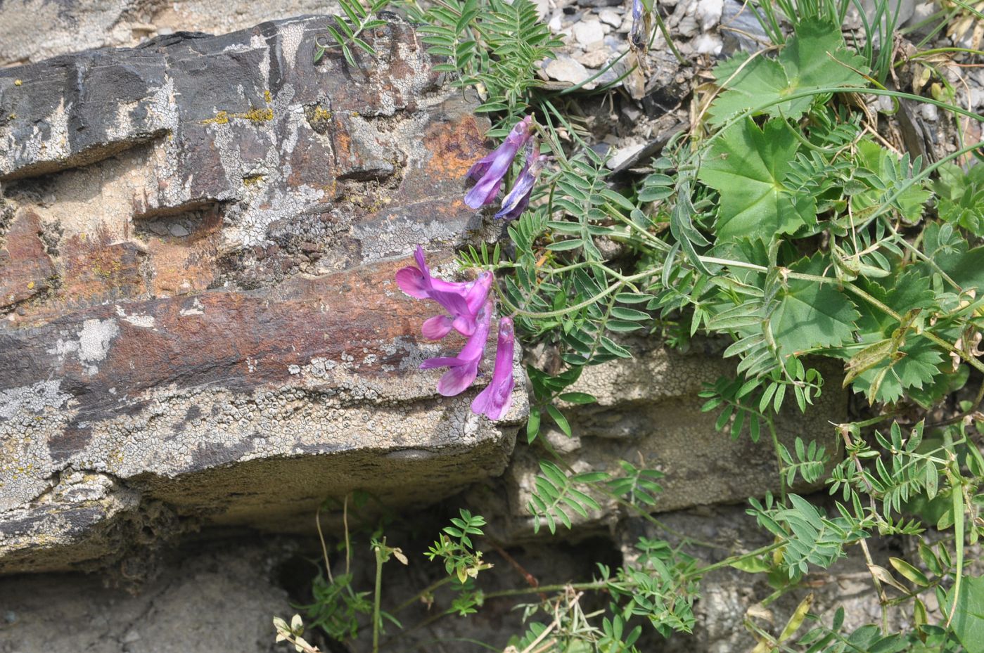 Image of Vicia alpestris specimen.