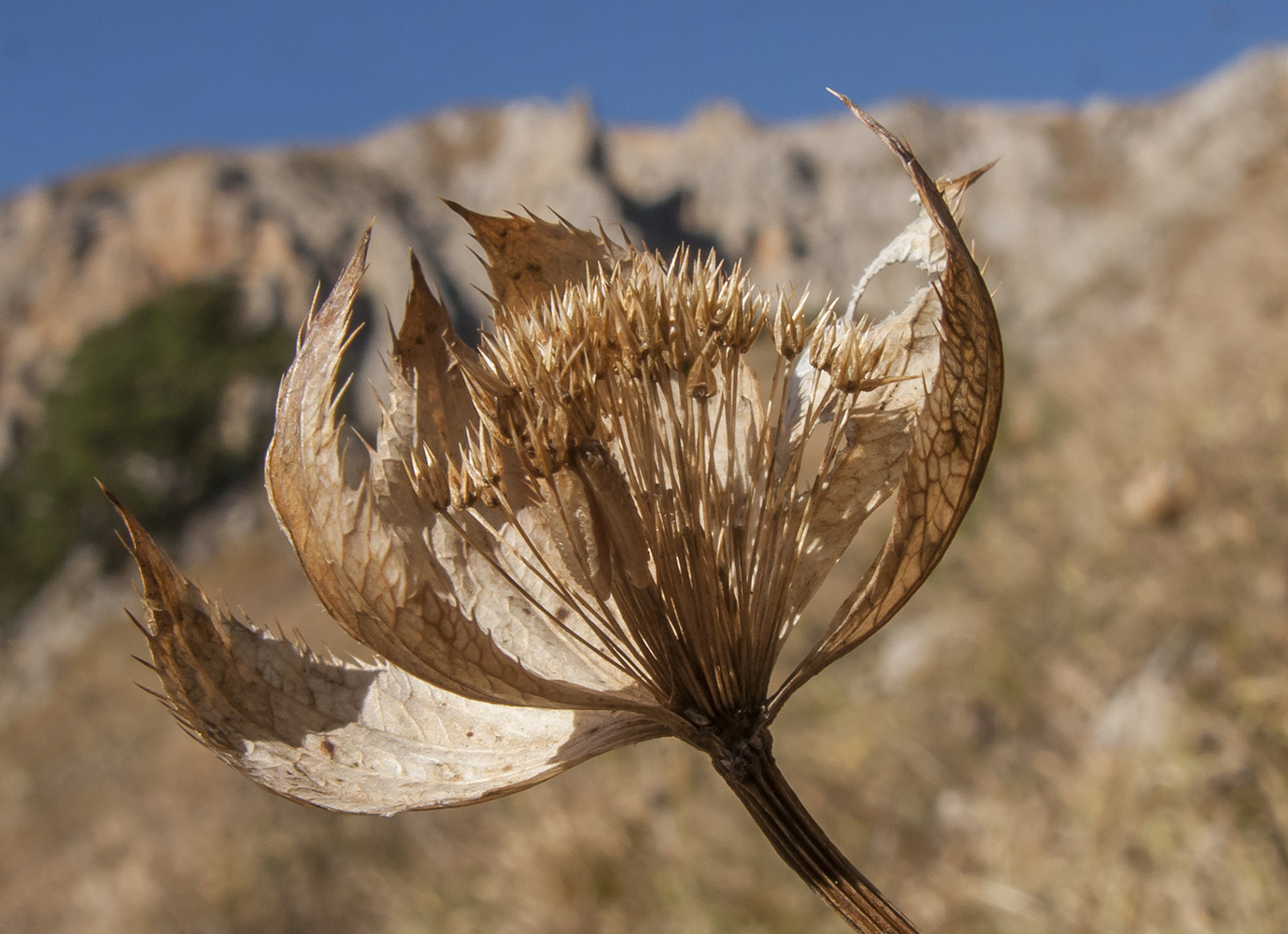 Image of Astrantia maxima specimen.