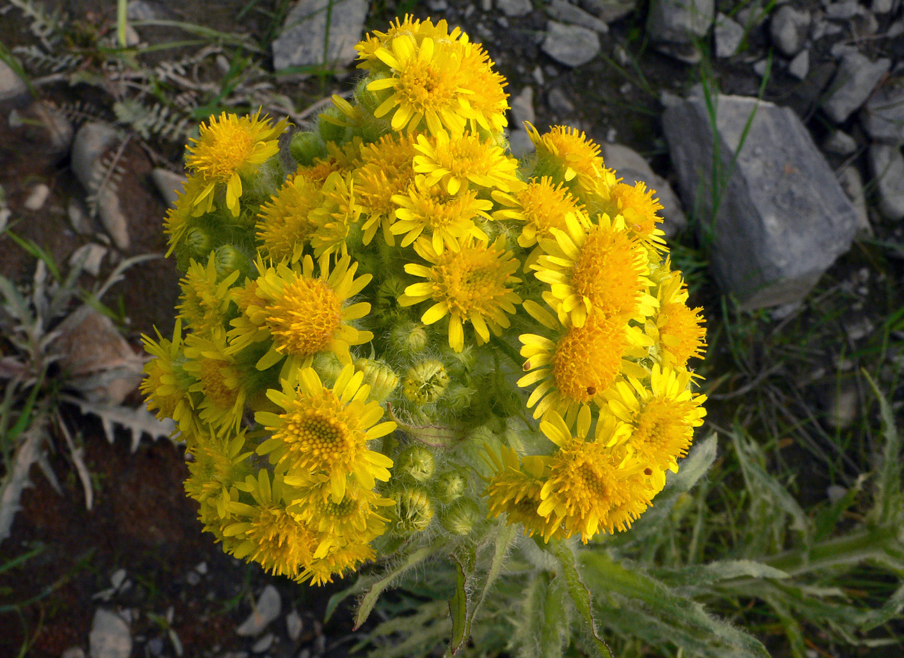 Изображение особи Tephroseris palustris.