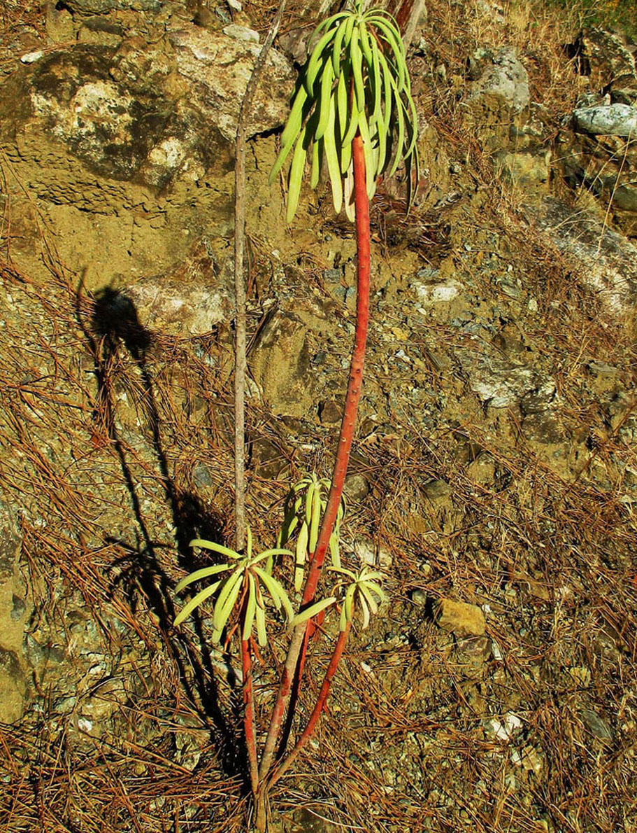 Изображение особи Euphorbia characias.