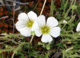 Minuartia arctica
