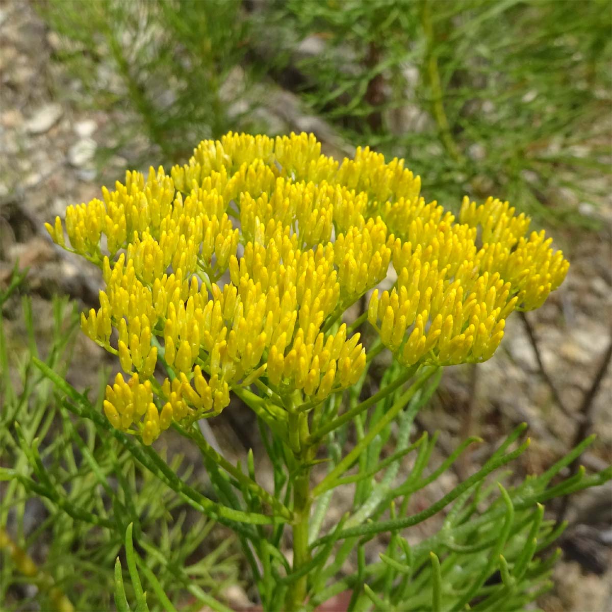 Изображение особи Hymenolepis crithmifolia.