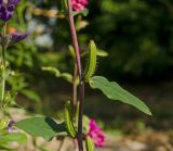 Clarkia unguiculata
