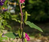 Clarkia unguiculata. Часть побега с плодами. Пермский край, пос. Юго-Камский, в озеленении. 8 августа 2018 г.
