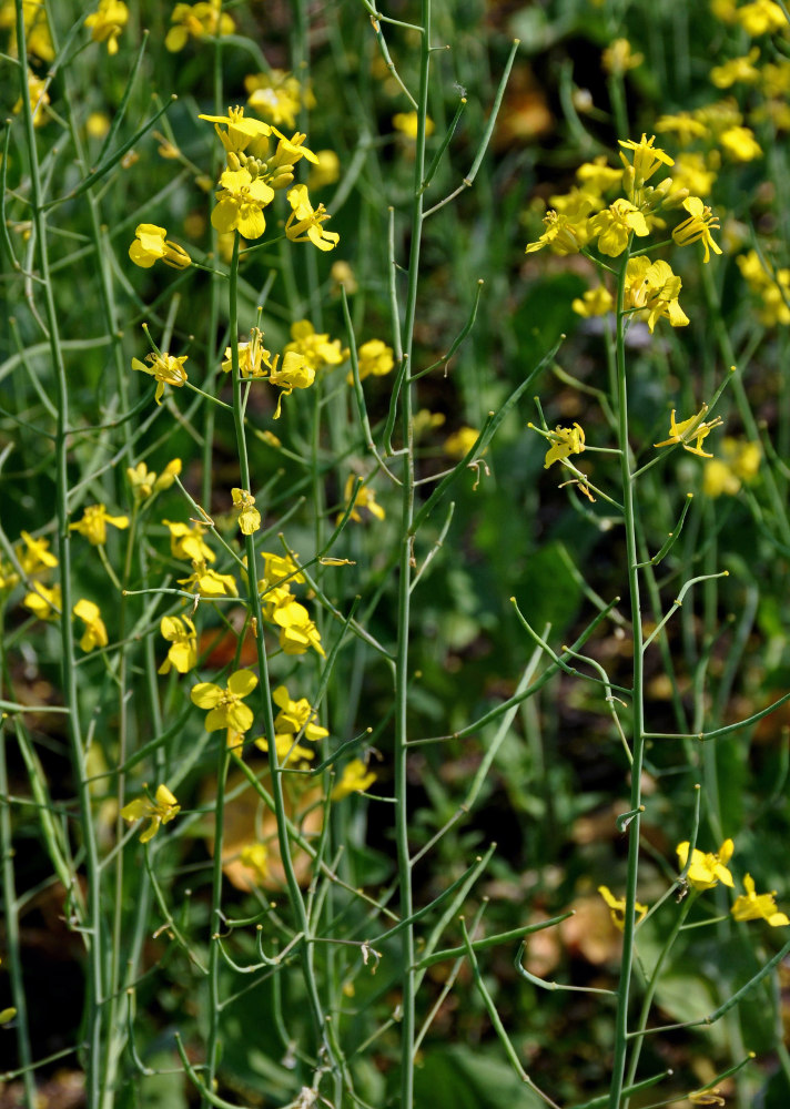 Изображение особи Brassica napus.