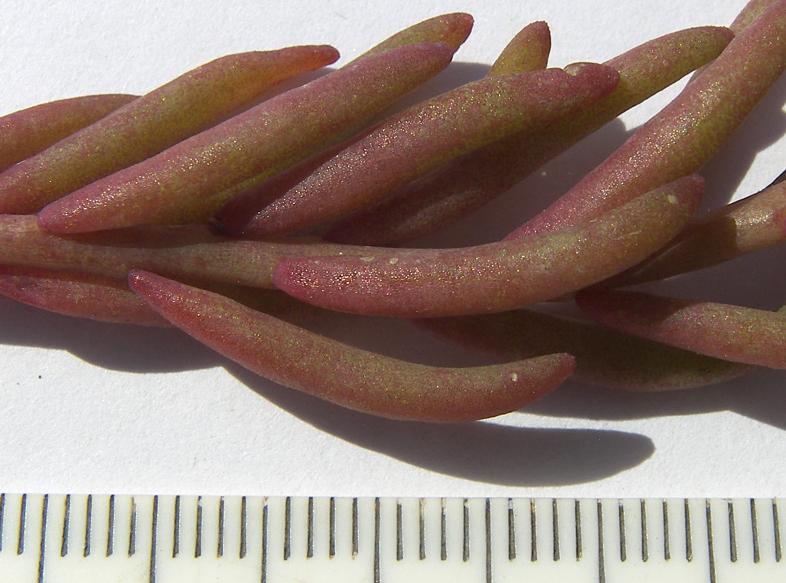 Image of Sedum pallidum specimen.