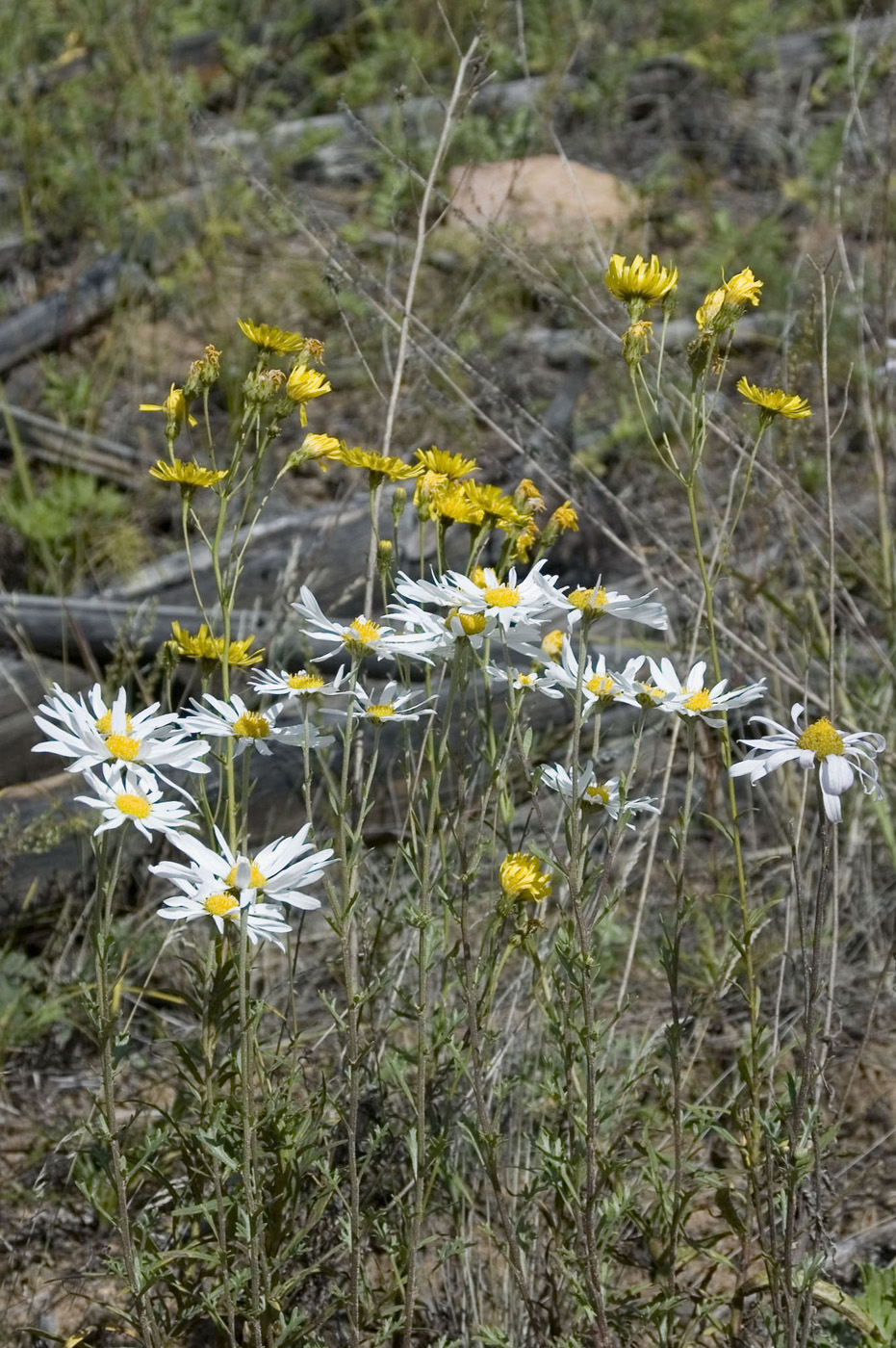 Image of Chrysanthemum zawadskii specimen.