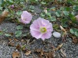 Calystegia soldanella. Побег с цветком. Абхазия, мыс Пицунда, галечно-песчаный пляж. Начало июня.