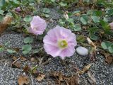 Calystegia soldanella