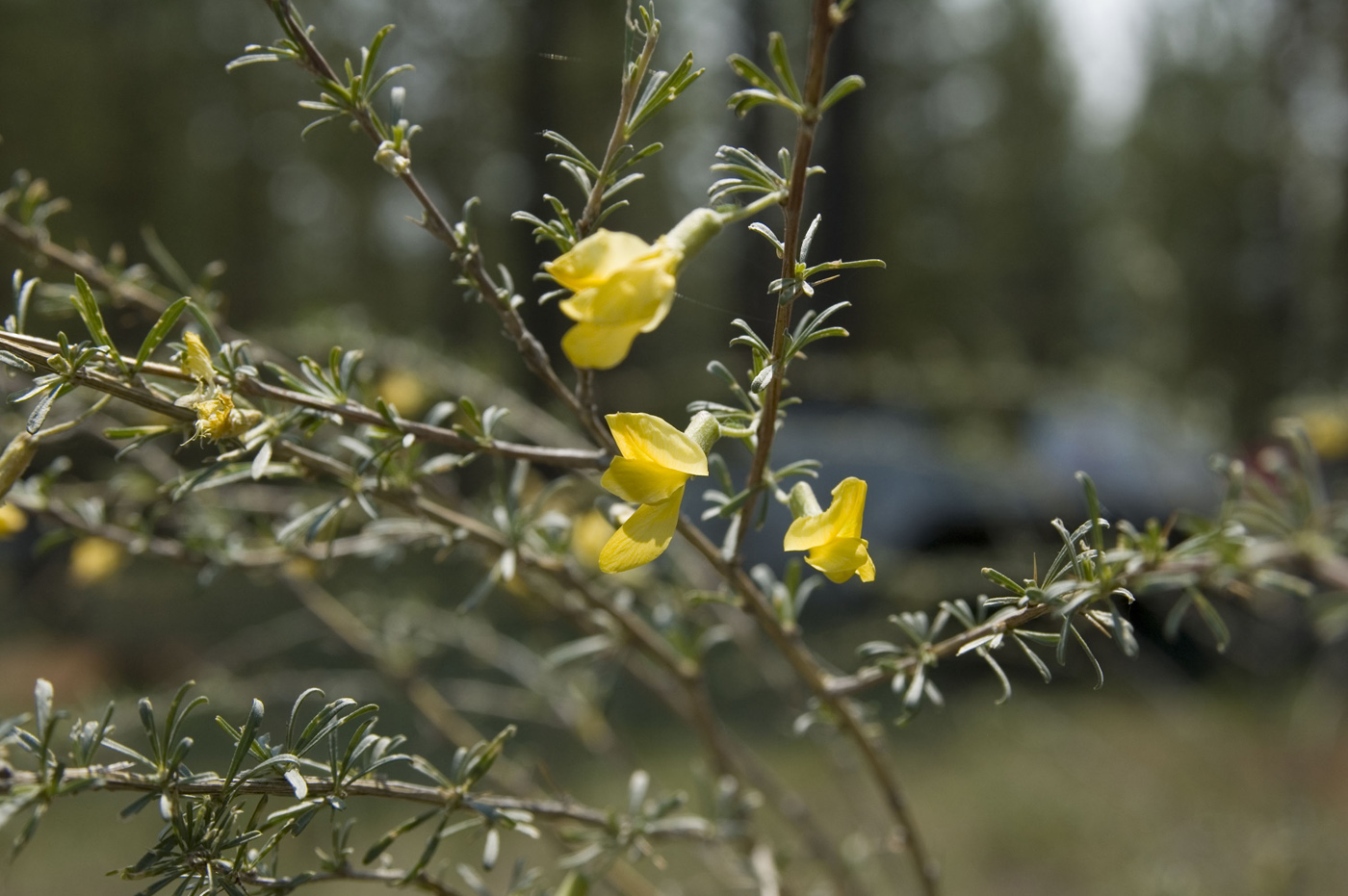 Image of Caragana stenophylla specimen.