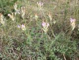 Astragalus zingeri var. violascens