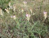 Astragalus variety violascens