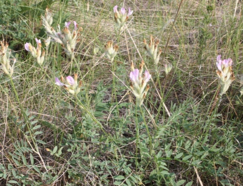 Изображение особи Astragalus zingeri var. violascens.