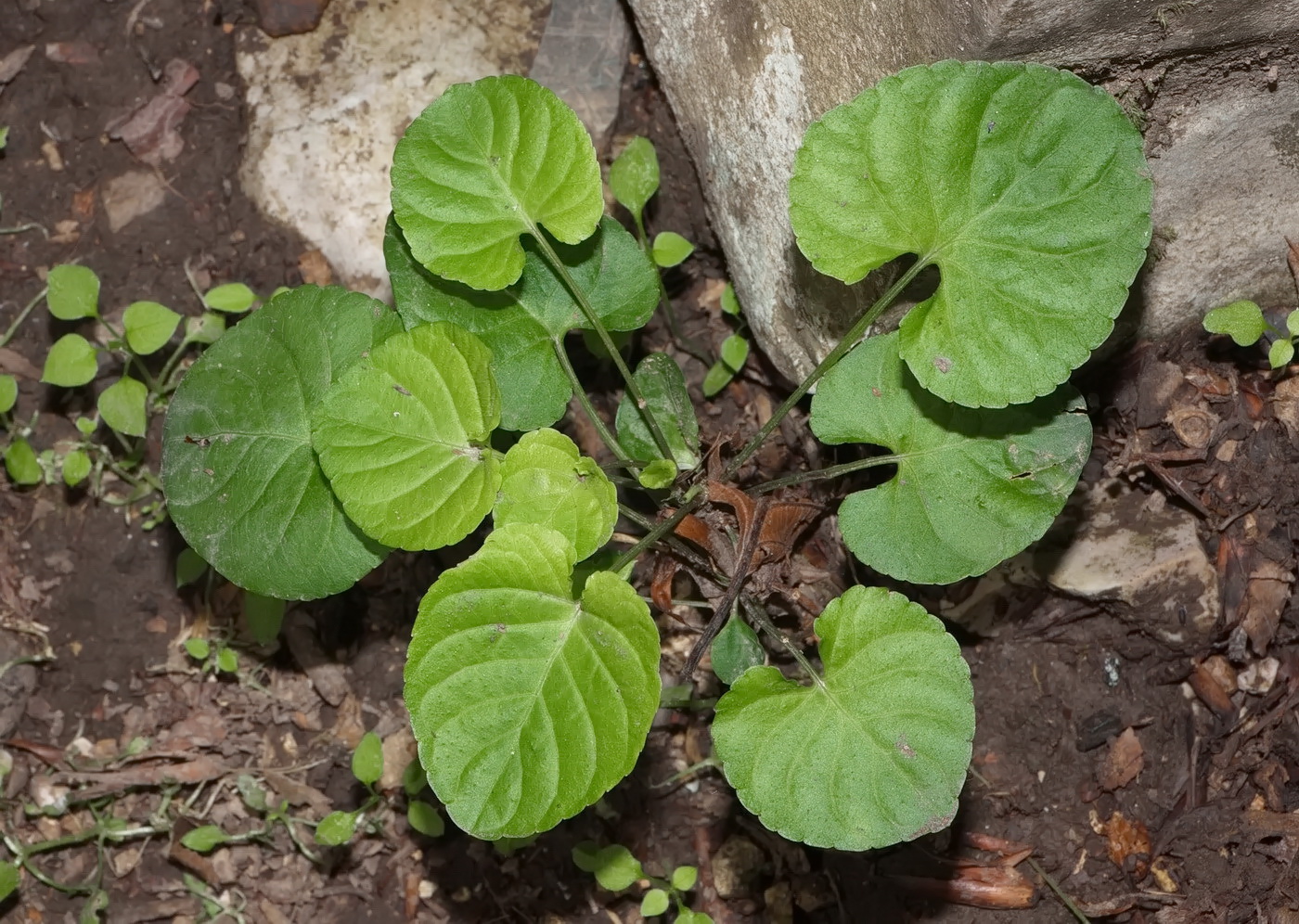 Image of genus Viola specimen.