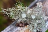 Usnea florida