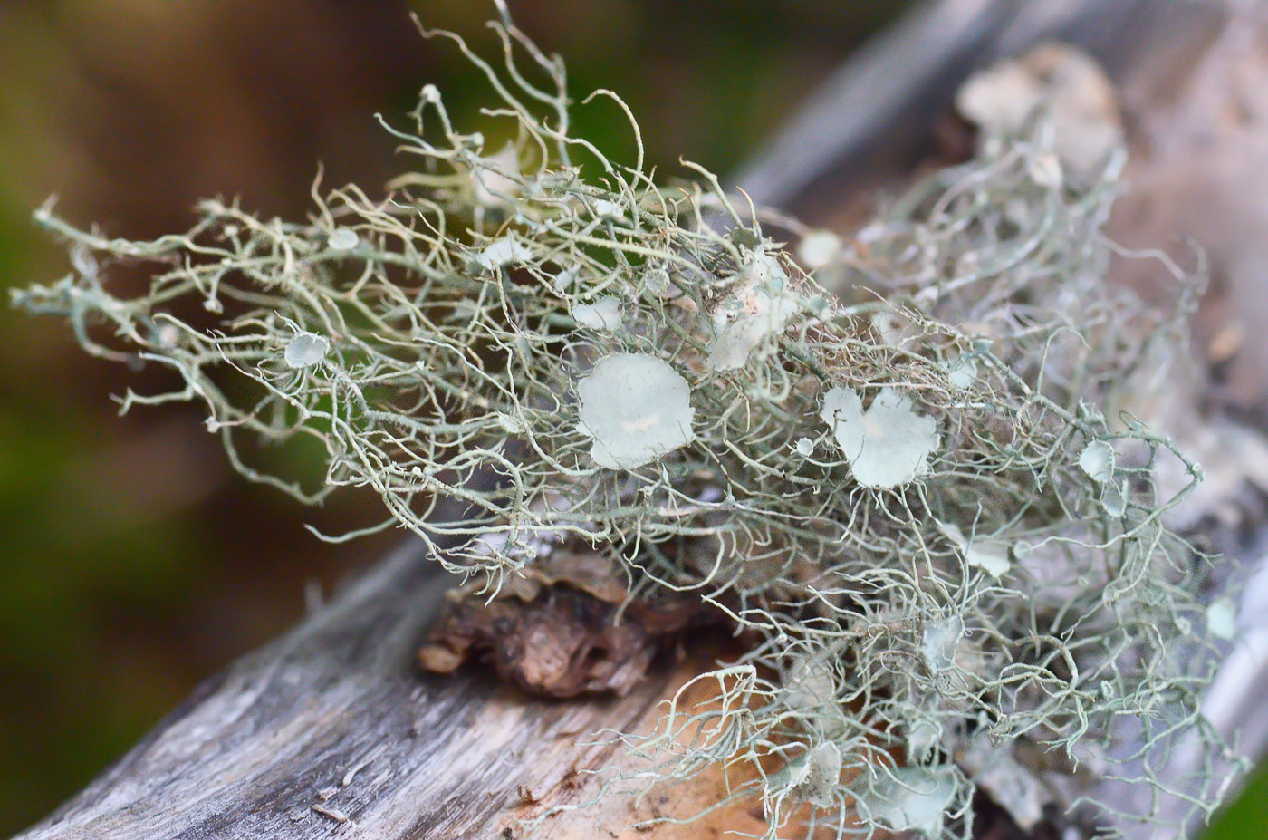 Image of Usnea florida specimen.