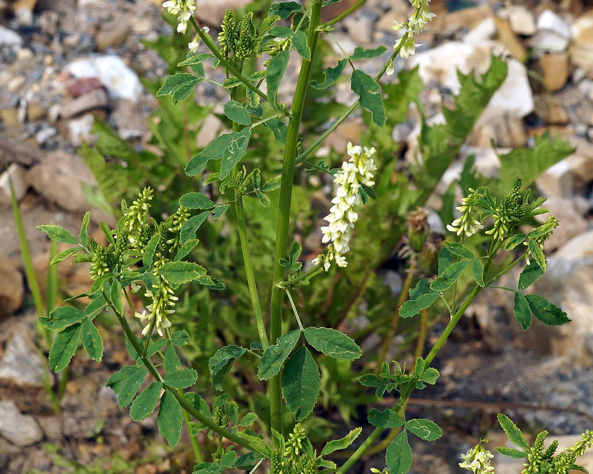 Изображение особи Melilotus albus.