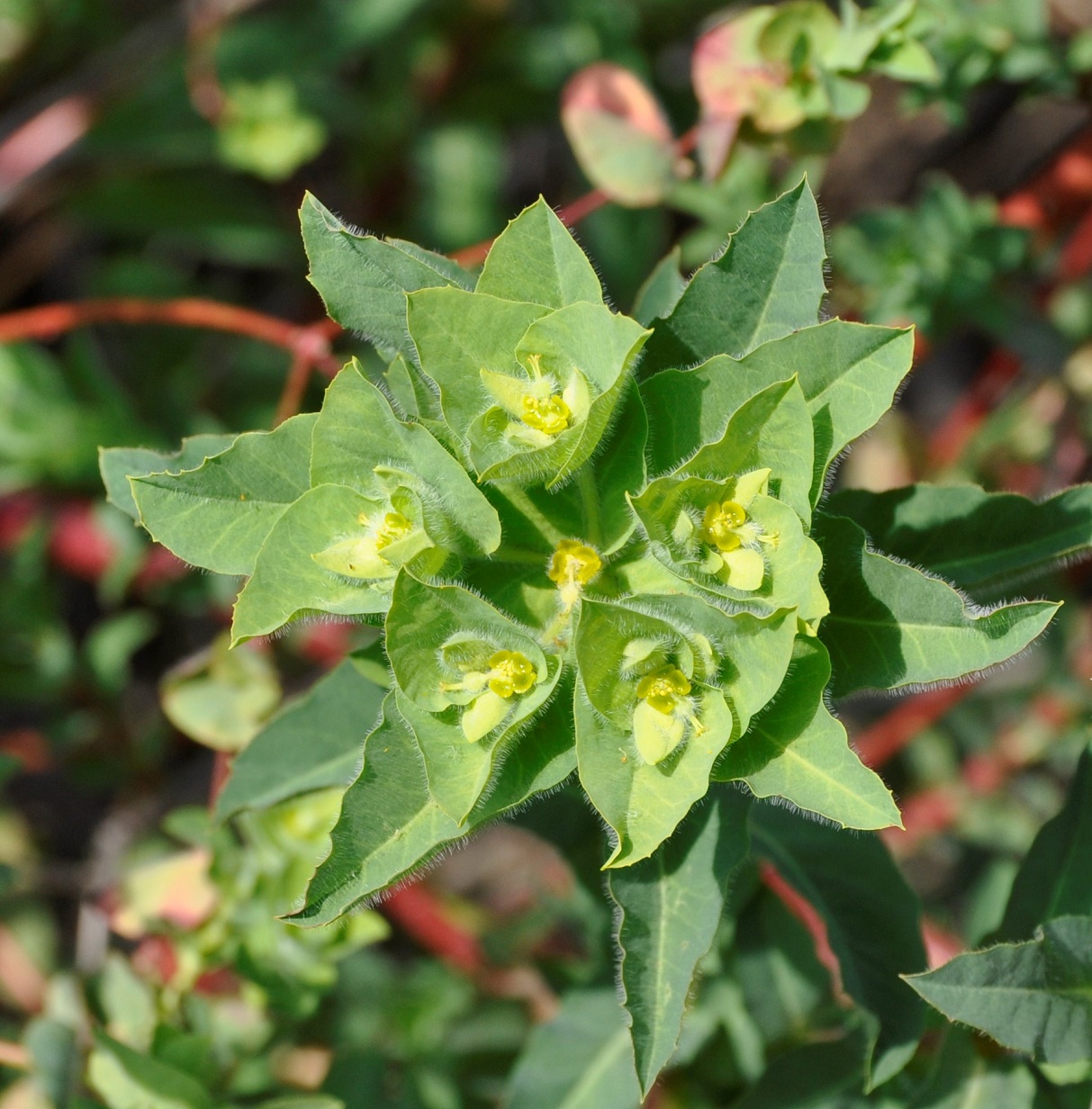 Изображение особи Euphorbia hirsuta.