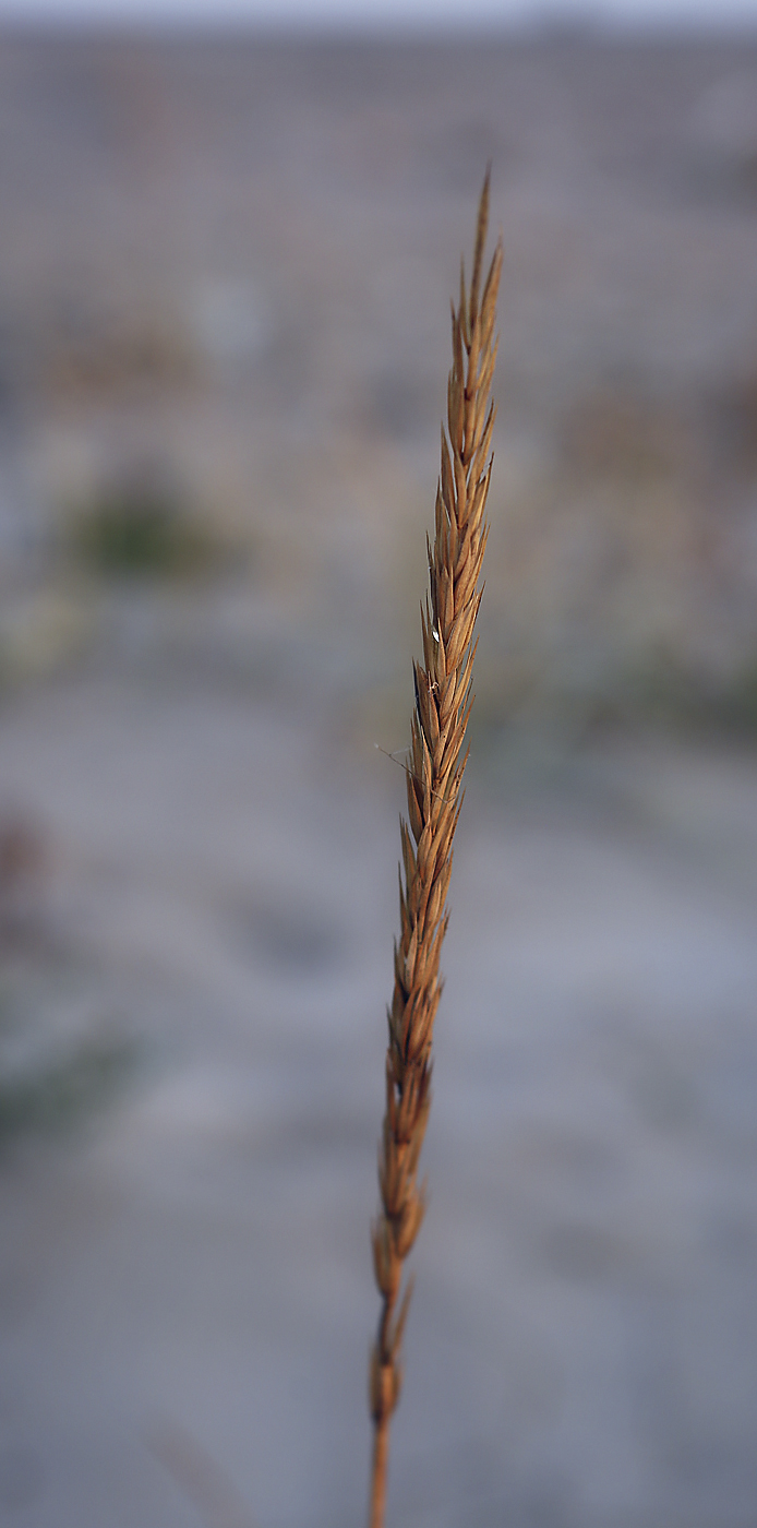 Image of Leymus racemosus ssp. sabulosus specimen.