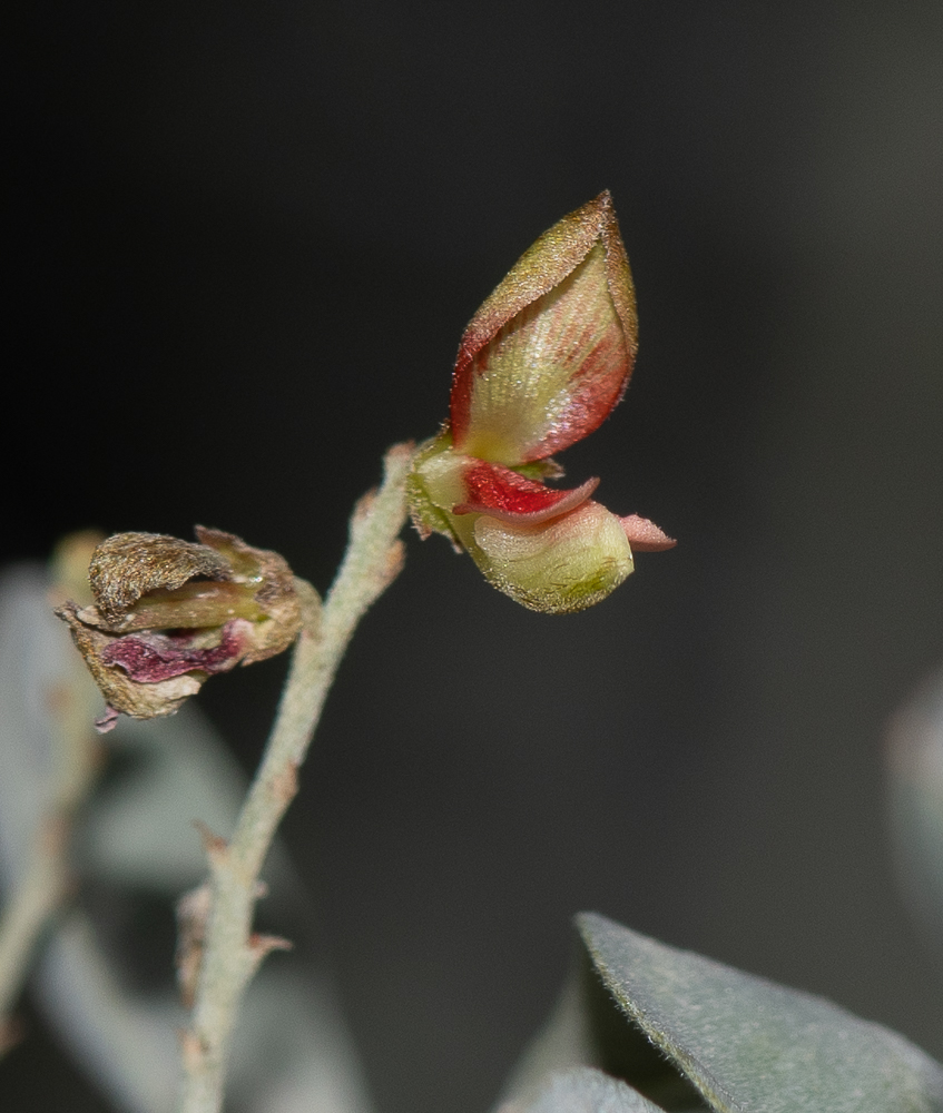 Изображение особи Indigofera articulata.