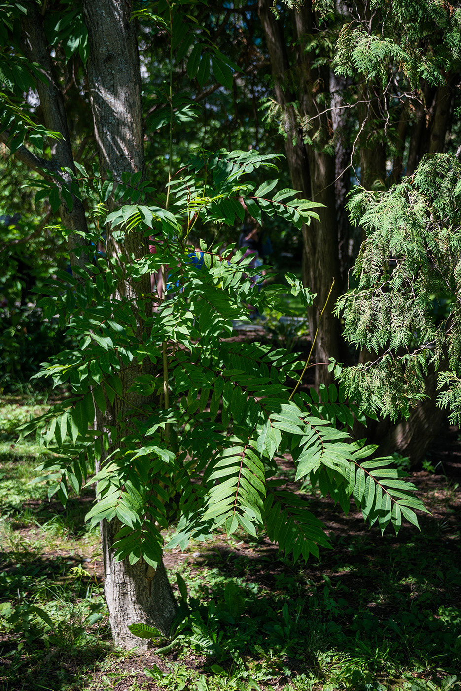 Image of Pterocarya rhoifolia specimen.