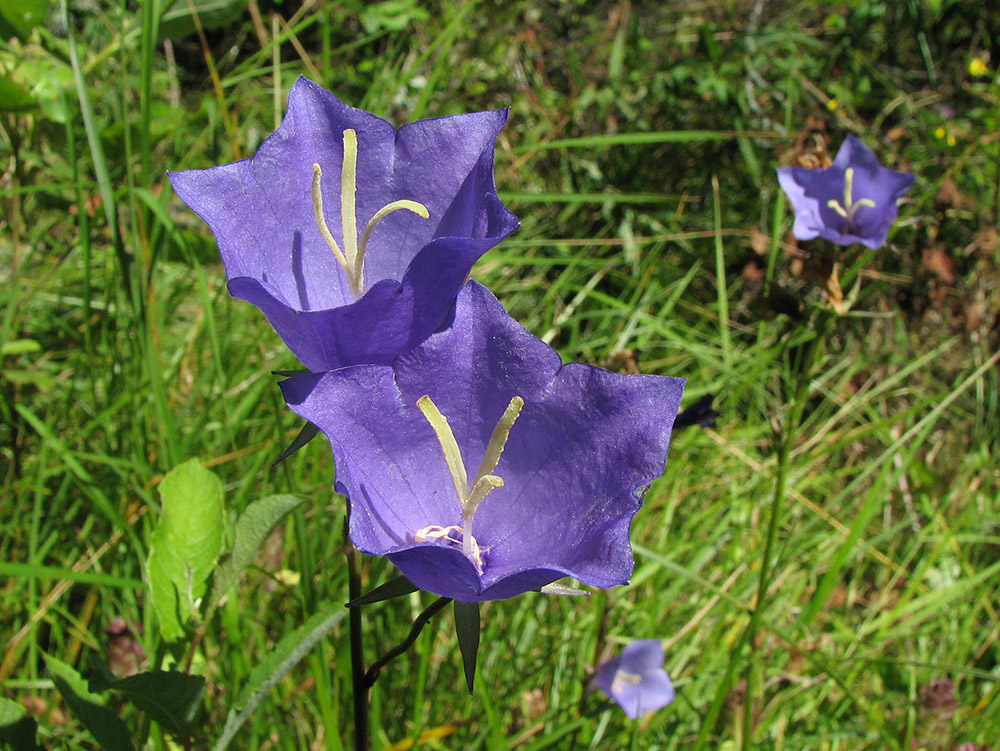 Image of Campanula persicifolia specimen.