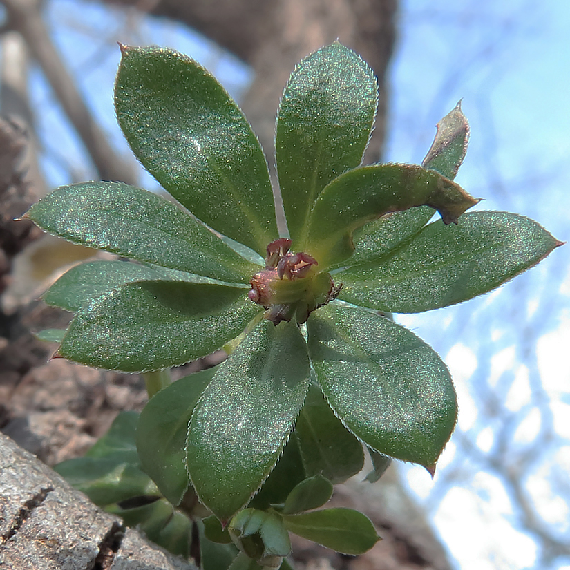 Изображение особи Galium mollugo.