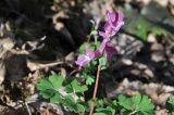 Corydalis caucasica. Верхушка цветущего растения. Республика Адыгея, левый борт долины р. Белая на участке от скалы Пронеси Господи до устья руч. Большой Руфабго, буковый лес. 07.04.2019.