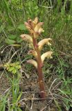 Orobanche lutea. Цветущее растение (паразитирует на Medicago falcata). Краснодарский край, м/о г. Новороссийск, окр. хут. Камчатка, поляна в дубовом лесу. 10 мая 2019 г.