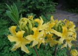 Rhododendron luteum