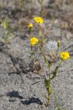 Senecio subdentatus. Цветущее и плодоносящее растение. Узбекистан, Наманганская обл., Мингбулакский р-н, окр. кишлака Аккум, памятник природы \"Язъяван\", пески. 16.05.2019.