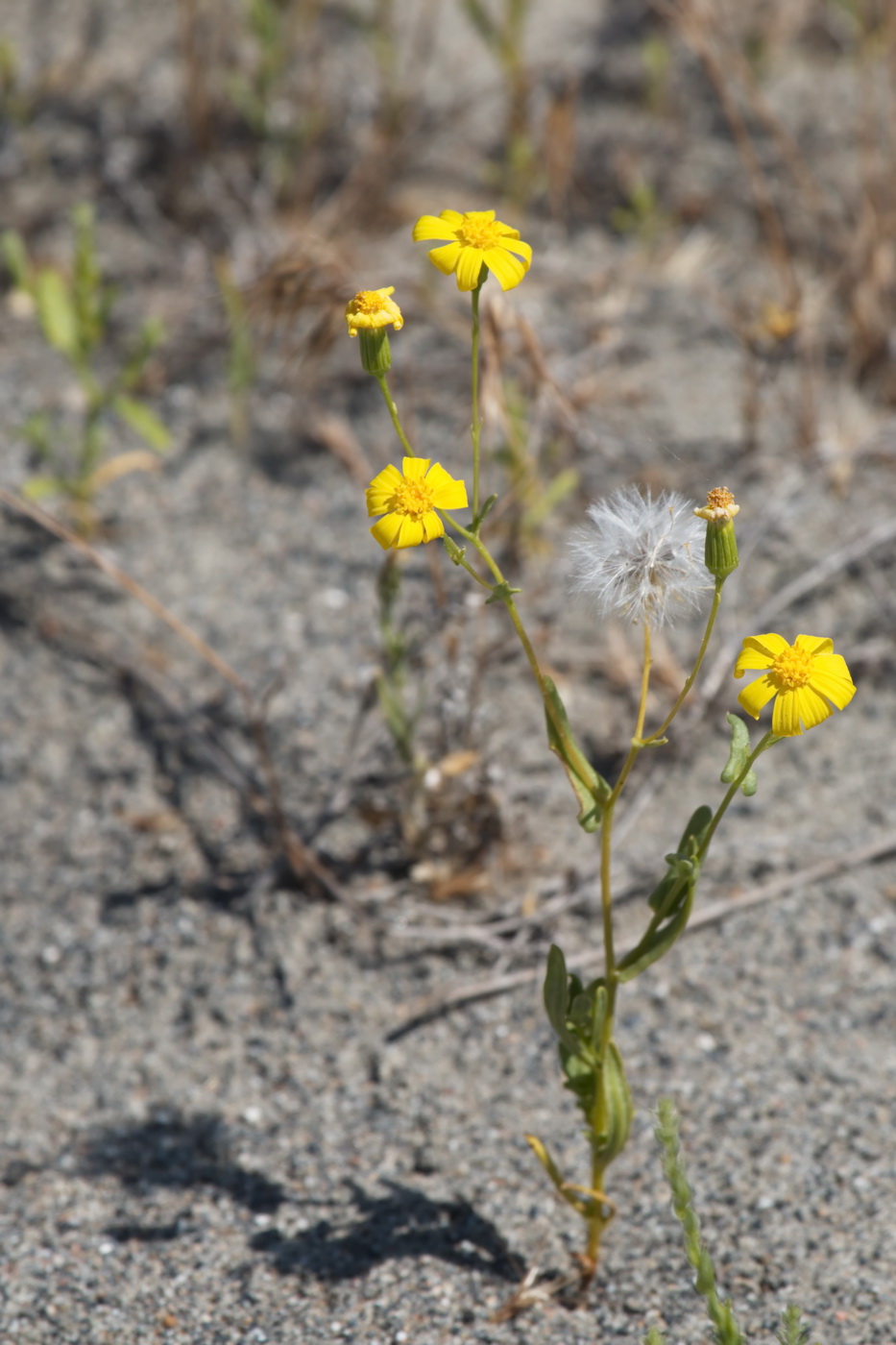 Image of Senecio subdentatus specimen.