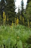 Ligularia heterophylla