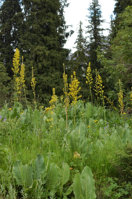 Image of Ligularia heterophylla specimen.