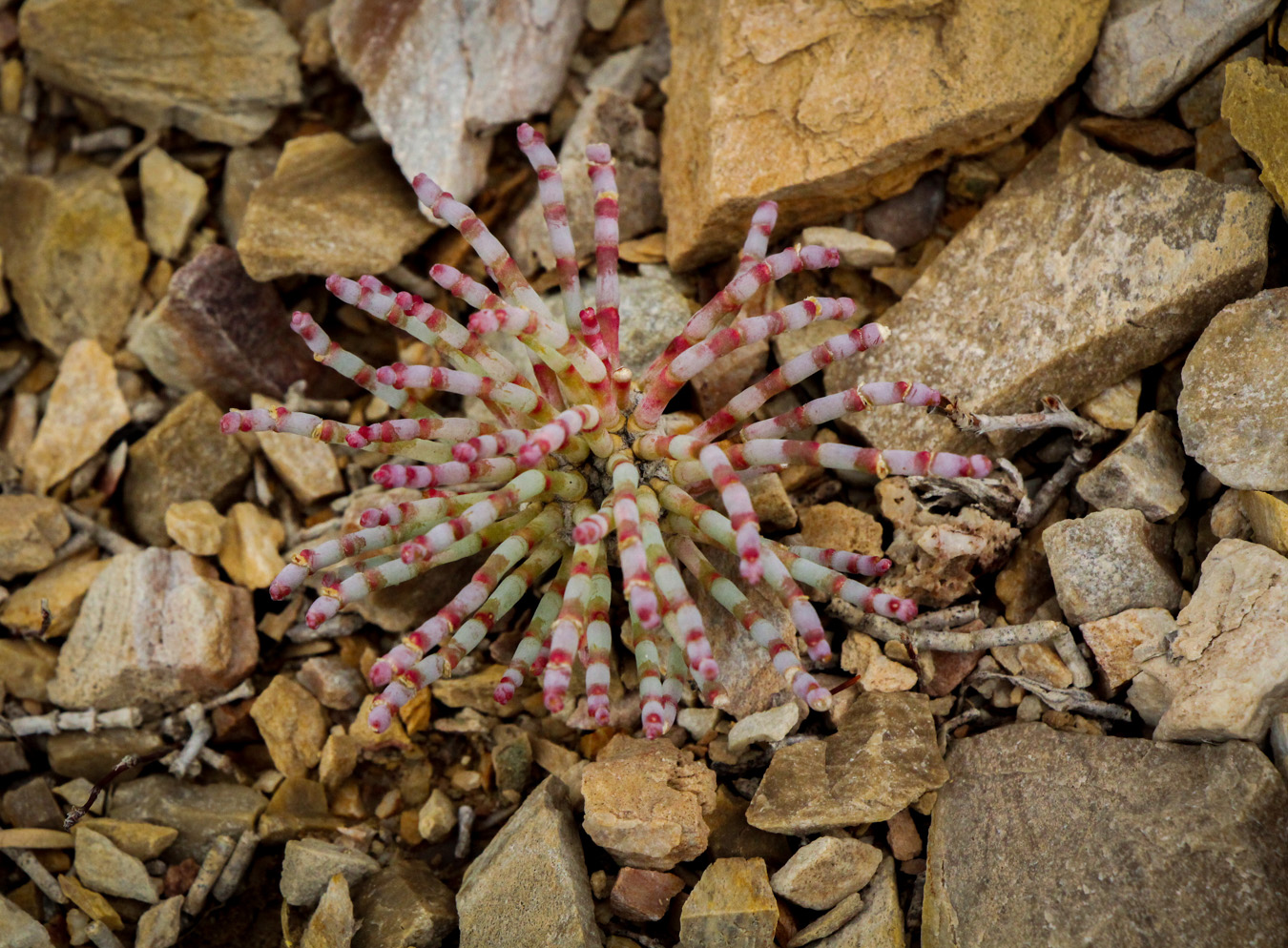 Изображение особи Anabasis truncata.