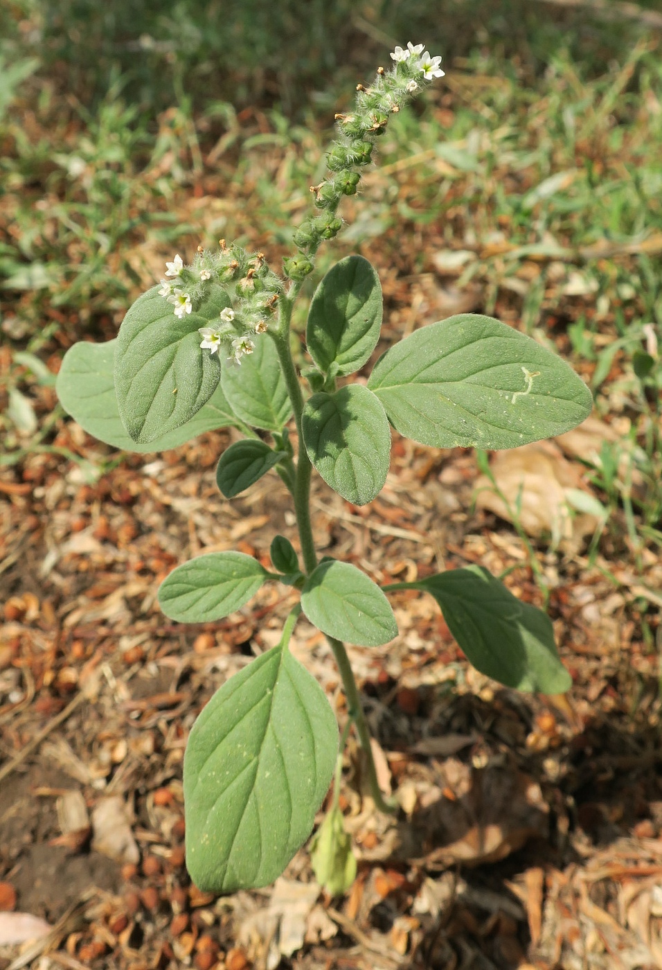 Изображение особи Heliotropium ellipticum.