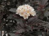 Physocarpus opulifolius