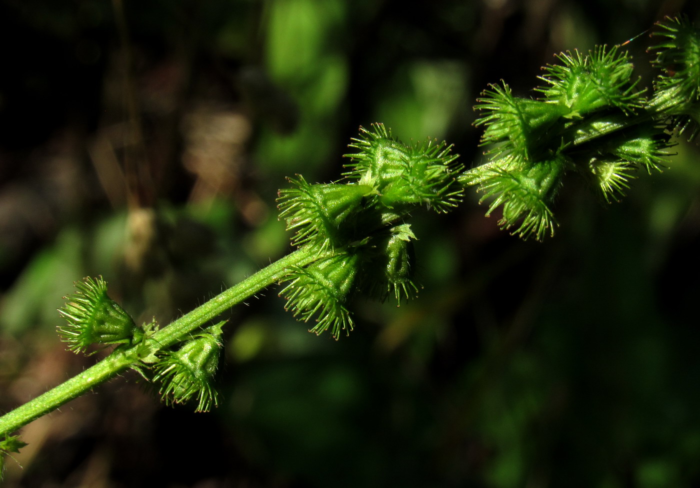 Image of Agrimonia viscidula specimen.