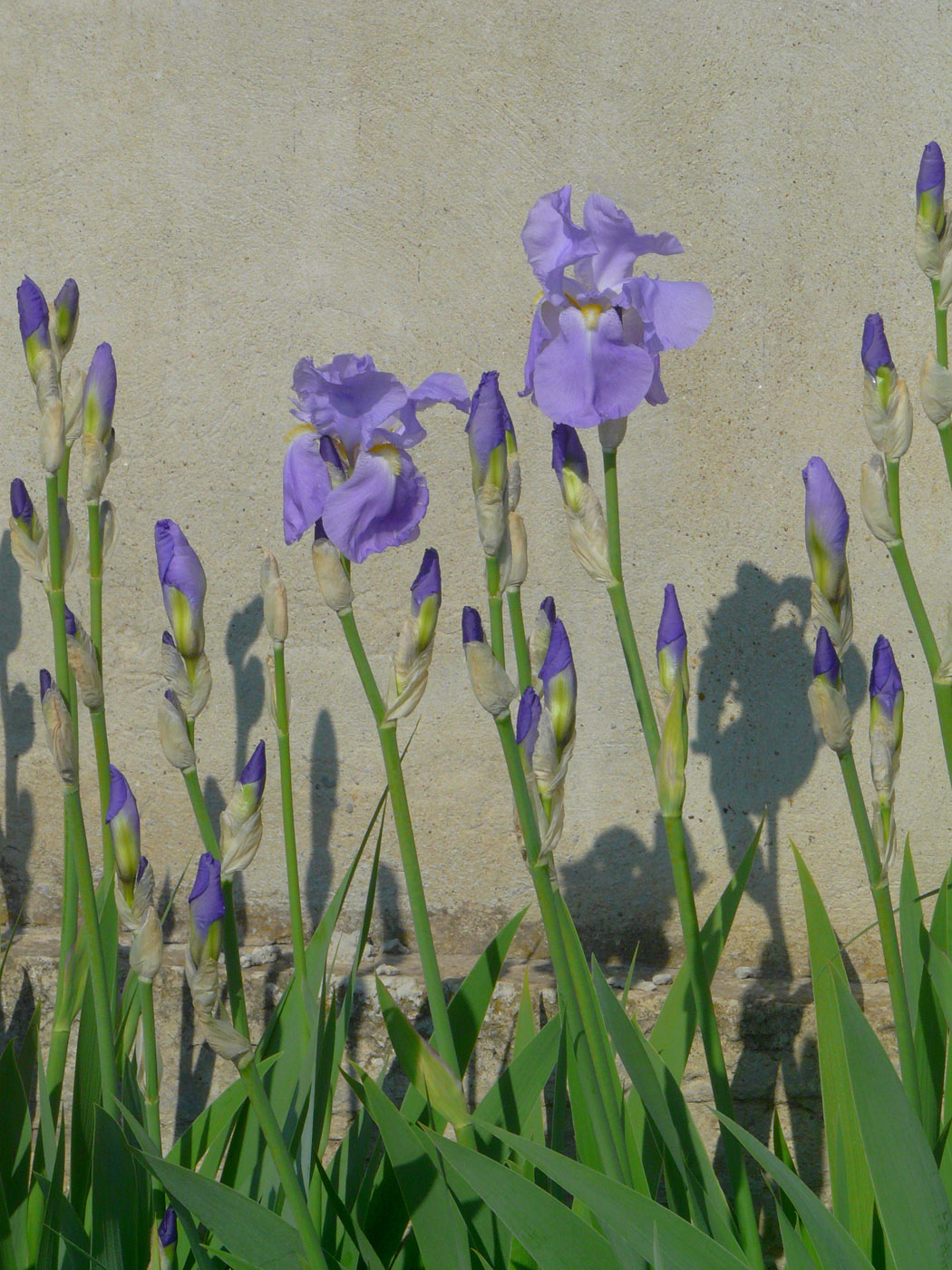 Image of Iris pallida specimen.