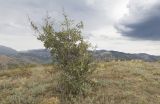 Pyrus elaeagrifolia. Плодоносящее растение. Южный берег Крыма, окр. с. Морское, гора Чабан-Куле, каменистая степь с отдельно стоящими деревцами. 24.07.2019.