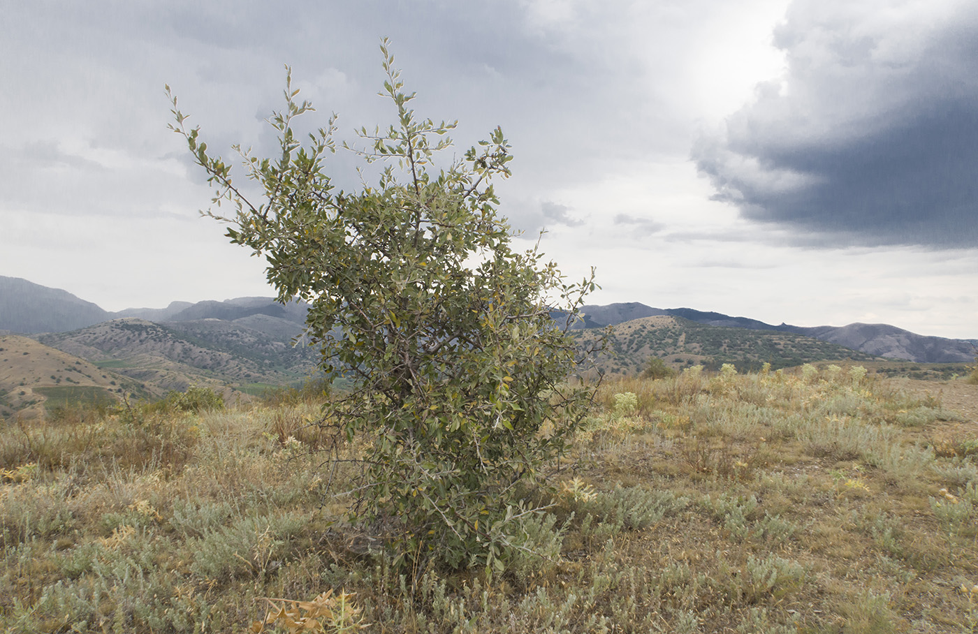 Image of Pyrus elaeagrifolia specimen.