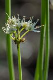 Allium flavescens