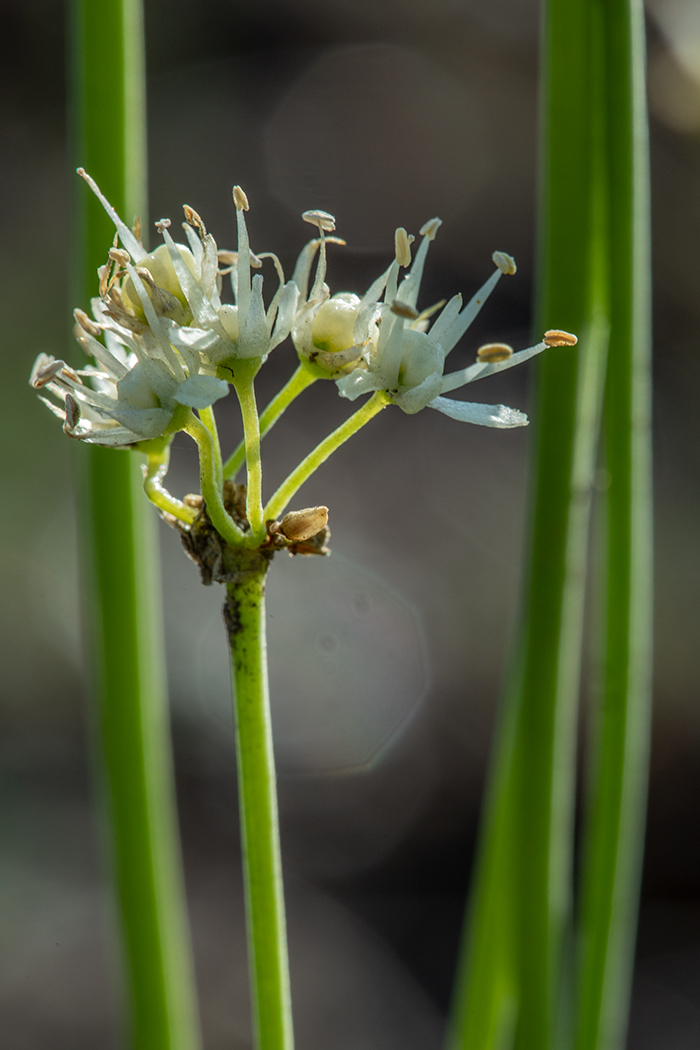 Image of Allium flavescens specimen.