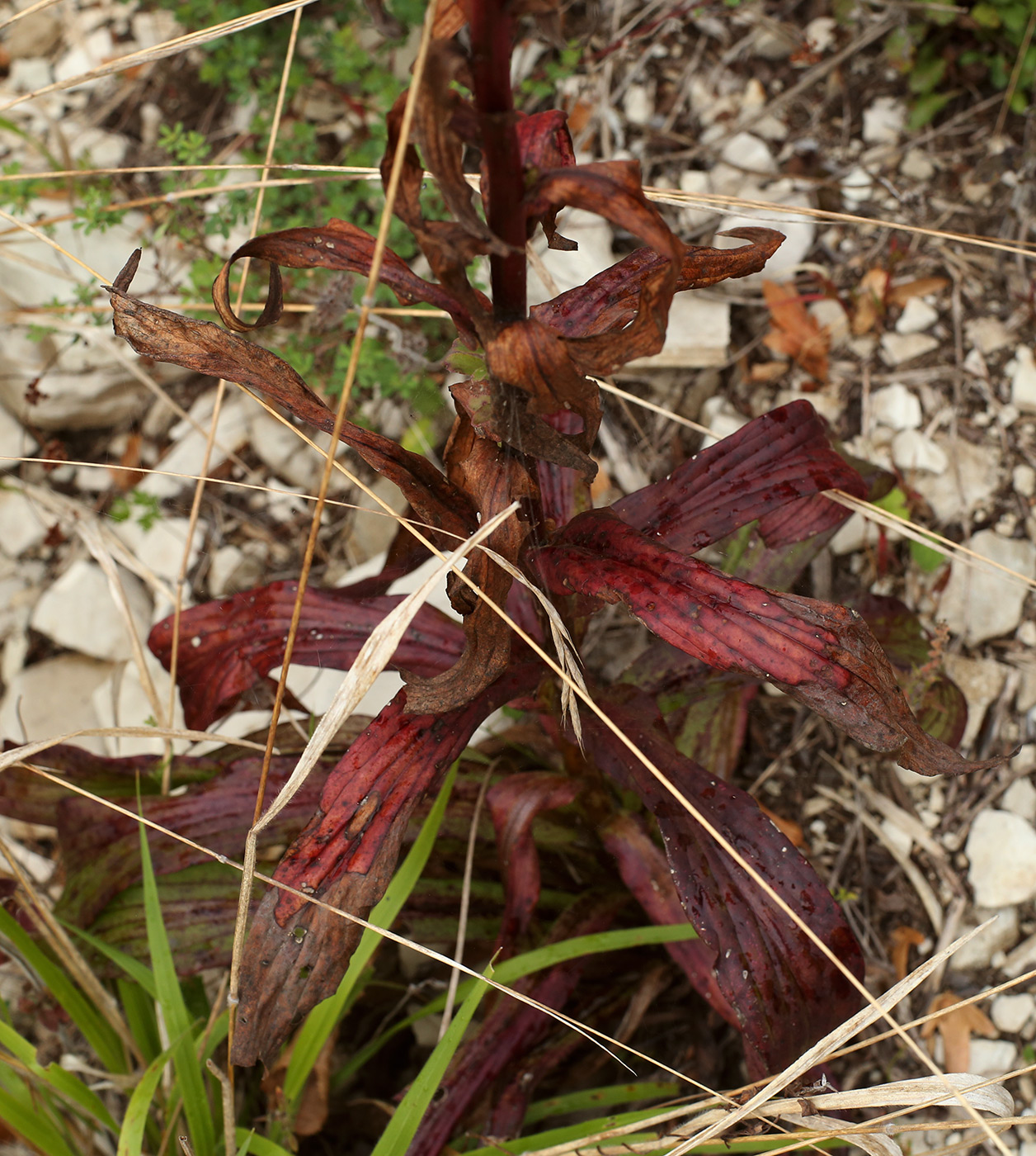 Изображение особи Digitalis schischkinii.