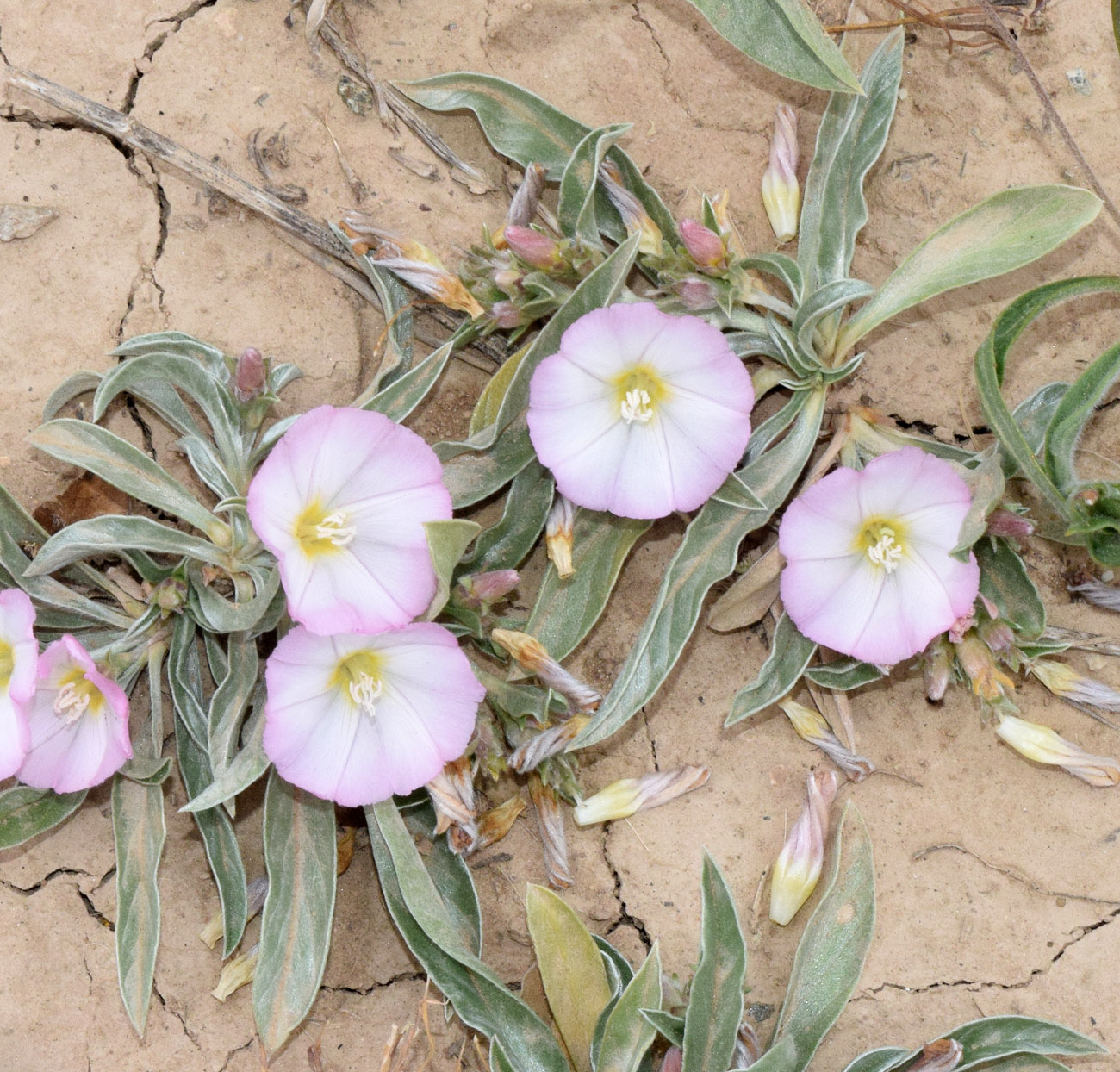 Image of Convolvulus lineatus specimen.