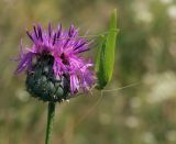 Centaurea scabiosa. Соцветие с сидящим Phaneroptera falcata. Татарстан, Агрызский р-н, с. Красный Бор, разнотравный суходольный луг. 02.08.2016.