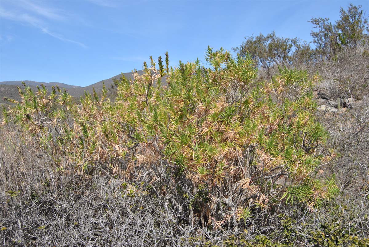 Image of Lobelia polyphylla specimen.