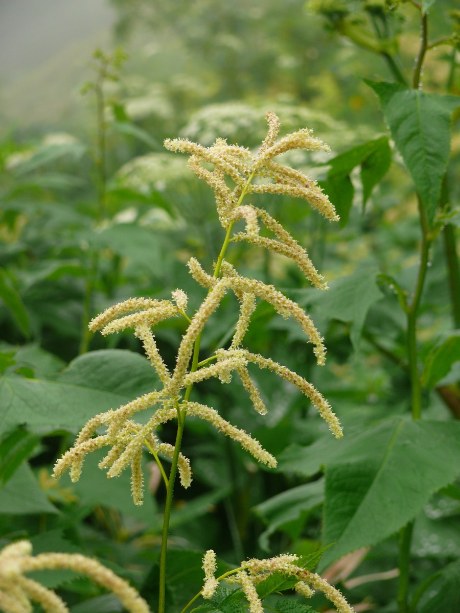 Image of Aruncus dioicus specimen.