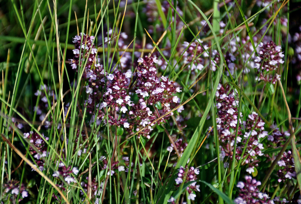 Изображение особи Thymus pulegioides.